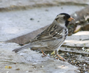 Harris Sparrow